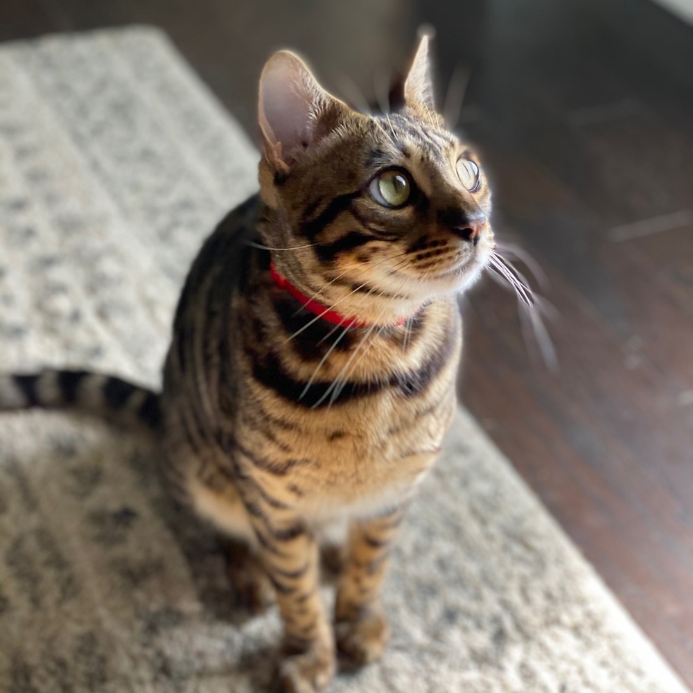 Meet your Posher, Natasha
